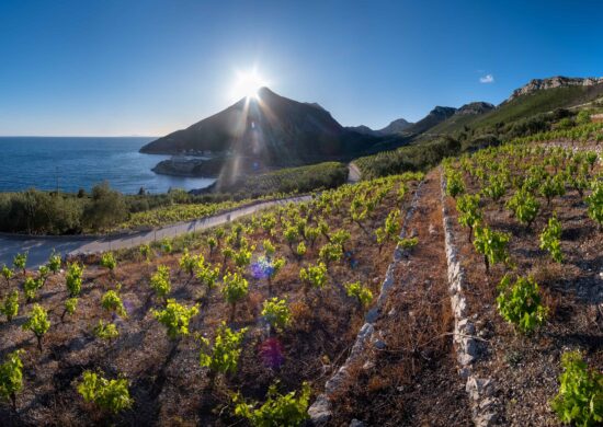 Vineyards on the coast of the Peljesac peninsula.